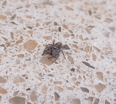 Phidippus comatus