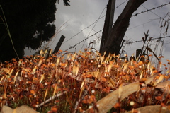 Polytrichum strictum