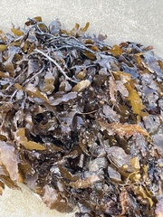 Sargassum sinclairii