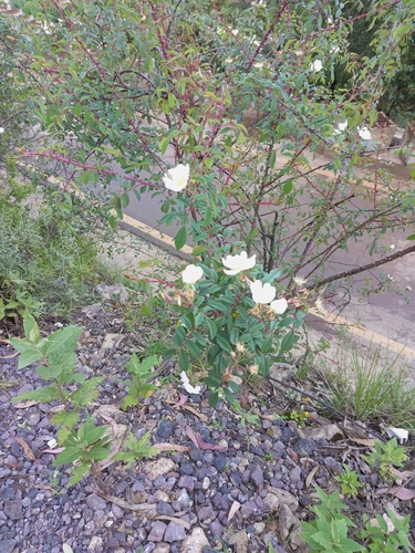 Rosa abyssinica image
