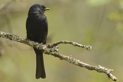 Melaenornis pammelaina