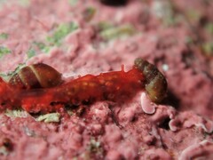 Squamocnus brevidentis