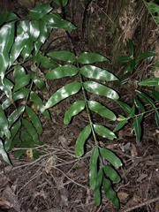 Asplenium oblongifolium