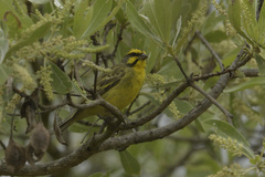 Crithagra mozambica