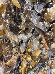 Sargassum sinclairii