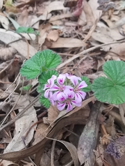 Pelargonium australe