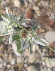 Euodynerus crypticus