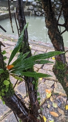 Lepisorus thunbergianus