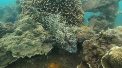 Epinephelus quoyanus