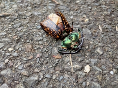 Cheirotonus formosanus