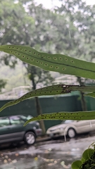 Lepisorus thunbergianus