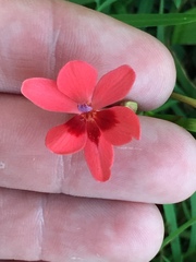 Freesia laxa