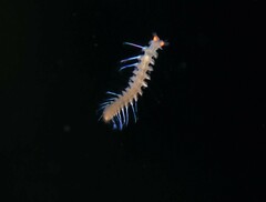 Phyllodocida