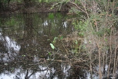 Alisma plantago-aquatica