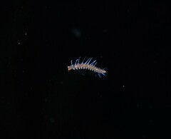 Phyllodocida