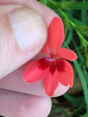 Freesia laxa