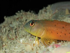 Notoclinops yaldwyni