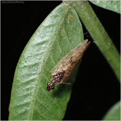 Sympherobius barberi