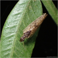 Sympherobius barberi