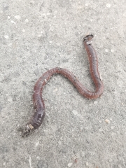 Lumbricus terrestris