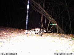 Genetta maculata
