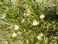 Scaevola collaris