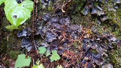 Peltigera polydactylon