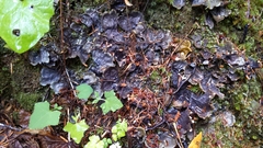 Peltigera polydactylon