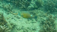 Choerodon schoenleinii