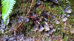 Peltigera polydactylon