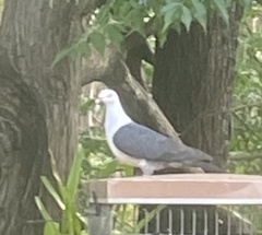 Columba leucomela