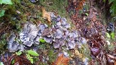 Peltigera polydactylon