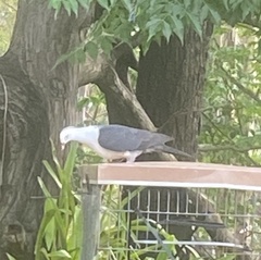 Columba leucomela