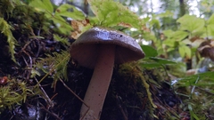 Amanita pachycolea