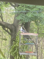 Columba leucomela