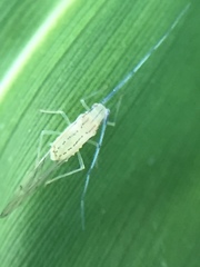 Takecallis arundinariae