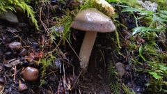 Amanita pachycolea