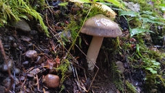 Amanita pachycolea