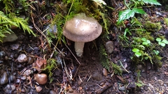 Amanita pachycolea