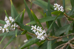 Leucopogon australis