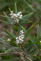 Leucopogon australis