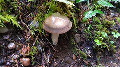 Amanita pachycolea