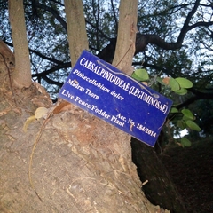 Pithecellobium dulce