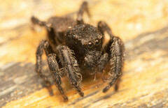 Nigorella hirsuta
