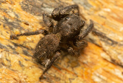 Nigorella hirsuta