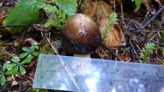 Amanita pachycolea
