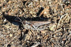 Melanoplus devastator