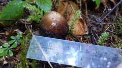 Amanita pachycolea