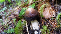 Amanita pachycolea