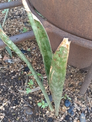 Sansevieria